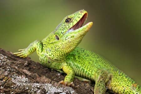 ��� �������� ������� �� Lizard Squad